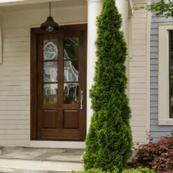 Degroot's Spire Thuja Arborvitae Tree -Fruit Tree Shop Arborvitae degroots Spire 3