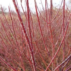 Arctic Fire® Red Twig Dogwood 8 Arctic Fire® Red Twig Dogwood -Fruit Tree Shop Arctic Fire Twig Dogwood 3
