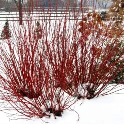 Arctic Fire® Red Twig Dogwood 9 Arctic Fire® Red Twig Dogwood -Fruit Tree Shop Arctic Fire Twig Dogwood 5 FGT