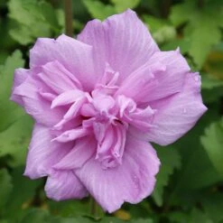 Ardens Rose Of Sharon Althea Shrub 6 Ardens Rose Of Sharon Althea Shrub -Fruit Tree Shop Ardens Rose of Sharon 3