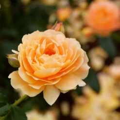 Fruit Tree Shop -Fruit Tree Shop At Last Rose3 FGT