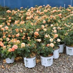 At Last® Rose -Fruit Tree Shop At Last Rose 1