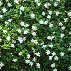 New Arrival -Fruit Tree Shop August Beauty Gardenia 1 FGT