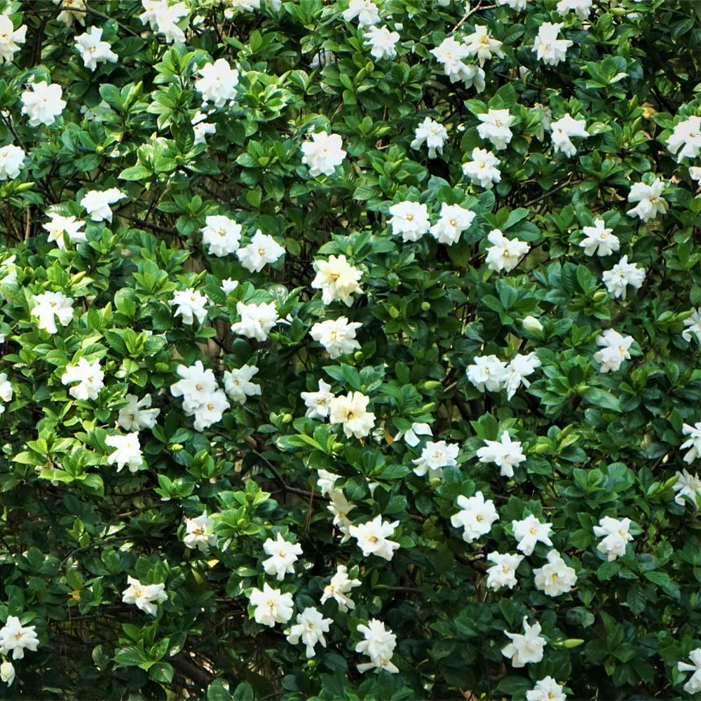 August Beauty Gardenia Shrub 2 August Beauty Gardenia Shrub - Image 2