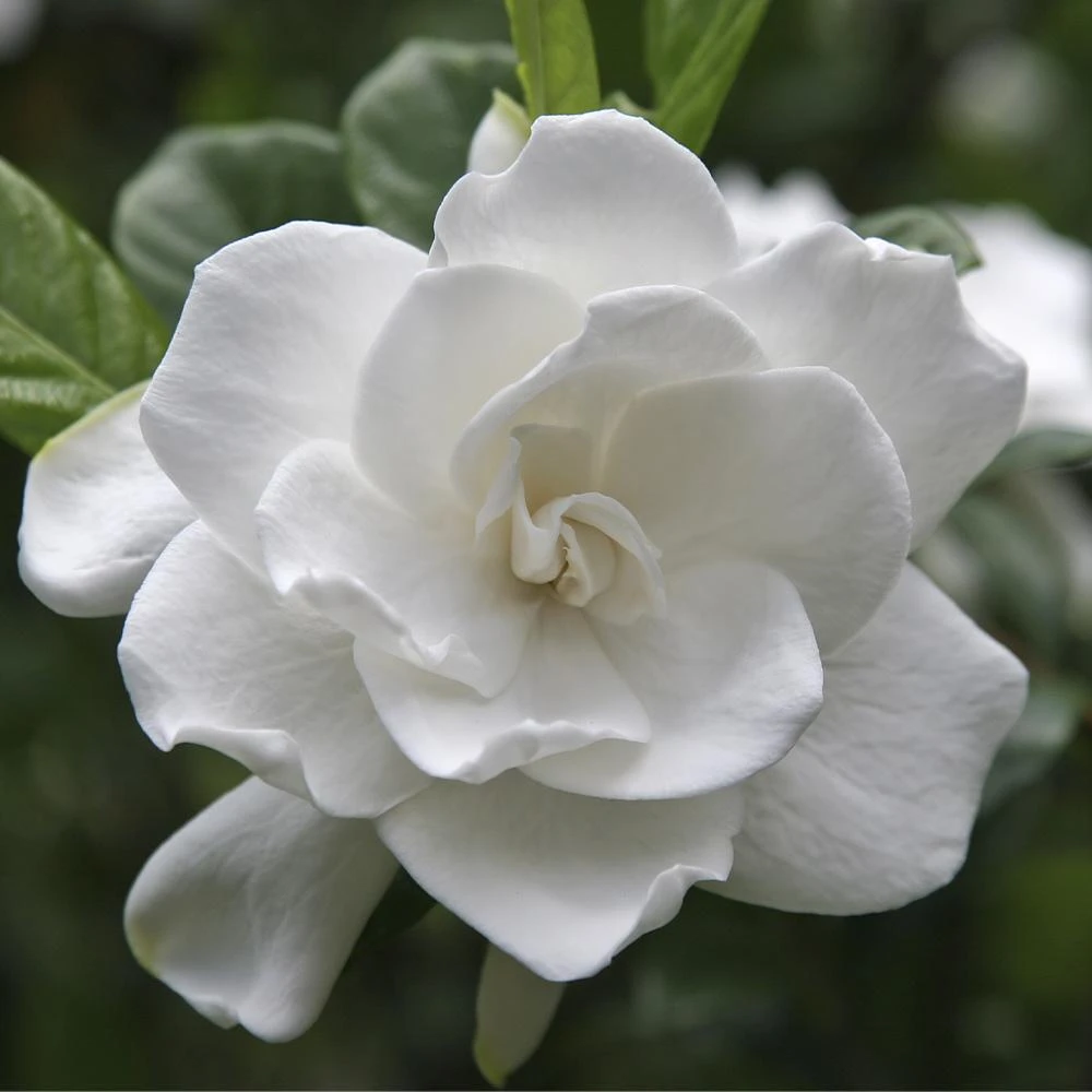 August Beauty Gardenia Shrub 1 August Beauty Gardenia Shrub
