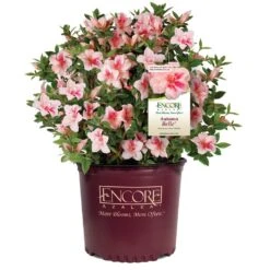 Autumn Belle® Encore® Azalea Shrub -Fruit Tree Shop Autumn Belle Encore Azalea 1