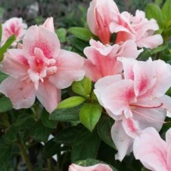 Autumn Belle® Encore® Azalea Shrub -Fruit Tree Shop Autumn Belle Encore Azalea FGT 3