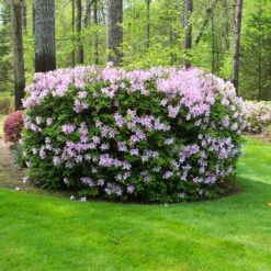 Autumn Belle® Encore® Azalea Shrub -Fruit Tree Shop Autumn Belle Encore Azalea FGT 5