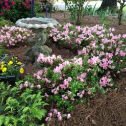 Autumn Debutante® Encore® Azalea -Fruit Tree Shop Autumn Debutante Encore 1