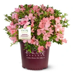 Autumn Debutante® Encore® Azalea -Fruit Tree Shop Autumn Debutante Encore 4
