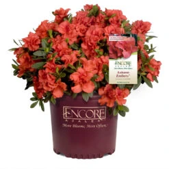 Autumn Embers® Encore® Azalea 10 Autumn Embers® Encore® Azalea -Fruit Tree Shop Autumn Embers Azalea 1