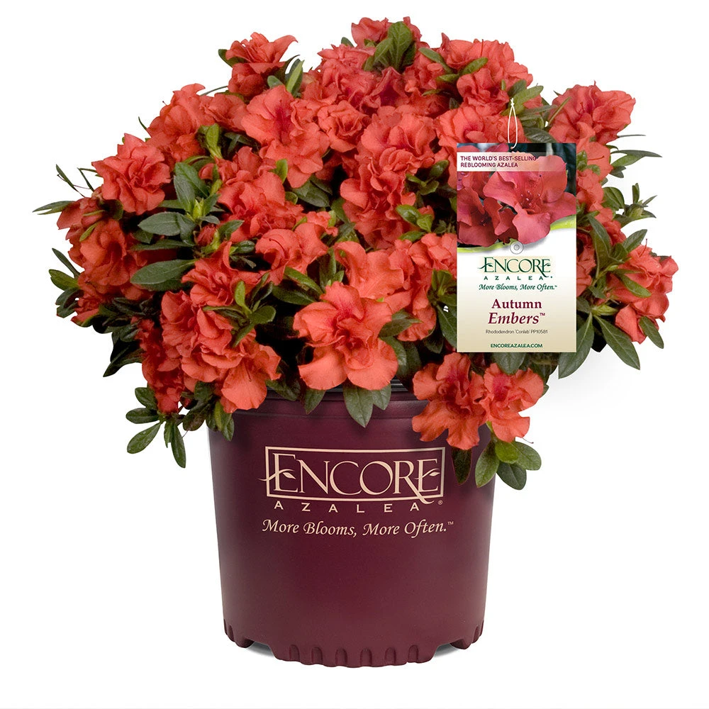 Autumn Embers® Encore® Azalea 5 Autumn Embers® Encore® Azalea - Image 5