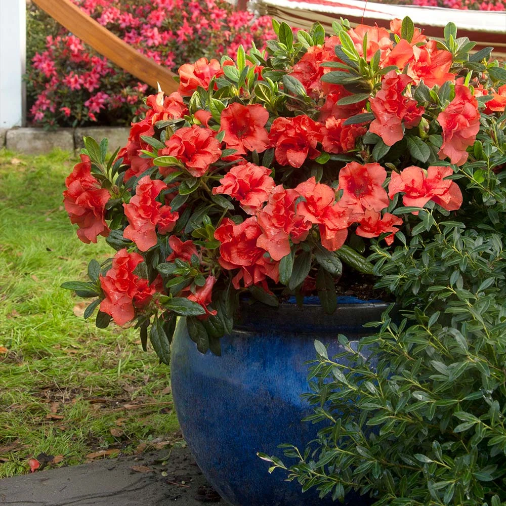 Autumn Embers® Encore® Azalea 2 Autumn Embers® Encore® Azalea - Image 2