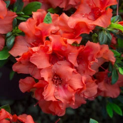 Autumn Embers® Encore® Azalea 9 Autumn Embers® Encore® Azalea -Fruit Tree Shop Autumn Embers Azalea 5