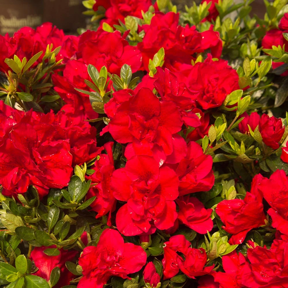 Autumn Bonfire® Encore® Azalea 3 Autumn Bonfire® Encore® Azalea - Image 3