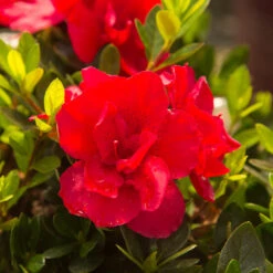Autumn Bonfire® Encore® Azalea 7 Autumn Bonfire® Encore® Azalea -Fruit Tree Shop Autumn Encore Bonfire Azaleas 3