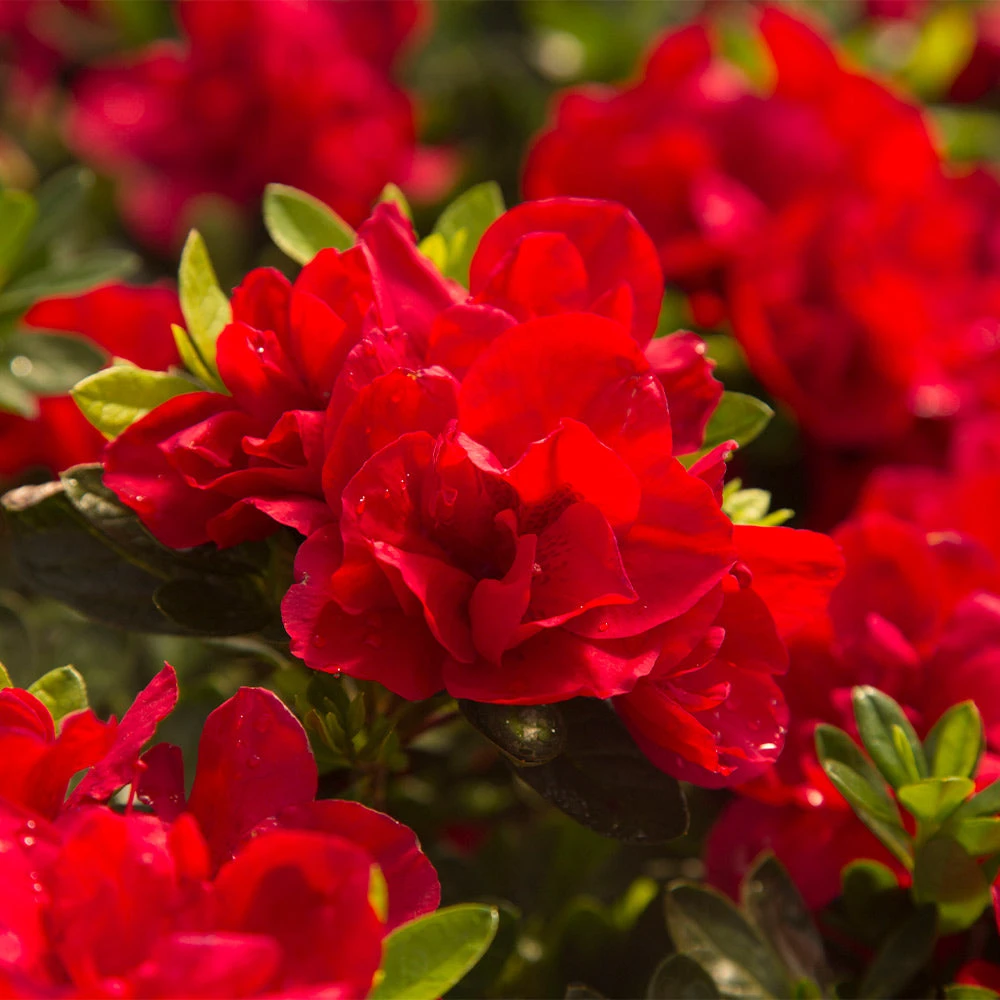 Autumn Bonfire® Encore® Azalea 2 Autumn Bonfire® Encore® Azalea - Image 2