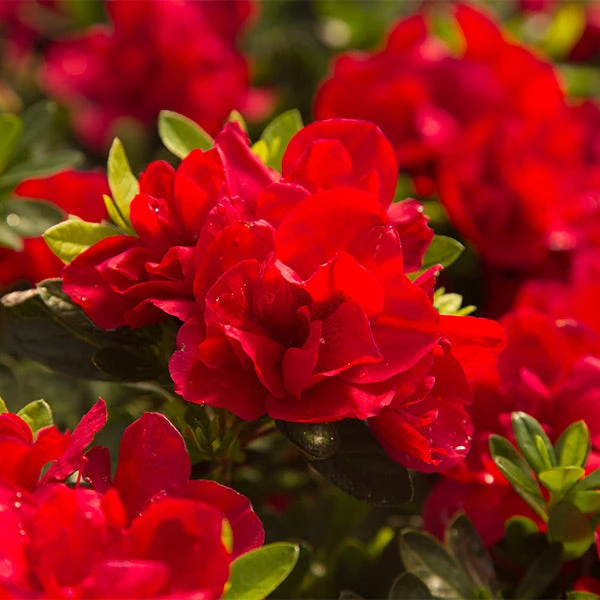 Autumn Bonfire® Encore® Azalea 1 Autumn Bonfire® Encore® Azalea