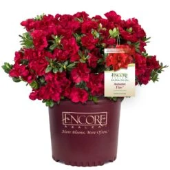 Autumn Fire® Encore® Azalea Shrub -Fruit Tree Shop Autumn Fire Encore Azalea 1