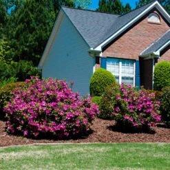 Autumn Royalty® Encore® Azalea -Fruit Tree Shop Autumn Royalty Encore Azalea 5
