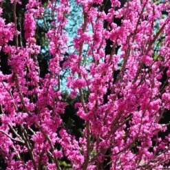 Avondale Redbud Tree -Fruit Tree Shop Avodale redbud 2