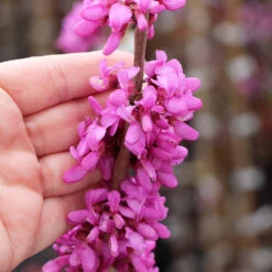 Avondale Redbud Tree -Fruit Tree Shop Avodale redbud 4