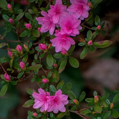 Karen Azalea Shrub -Fruit Tree Shop Azalea Karen 1