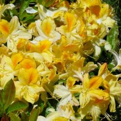 Lemon Lights Azalea Shrub -Fruit Tree Shop Azalea Lemon lights 1