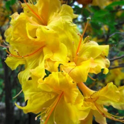 Lemon Lights Azalea Shrub -Fruit Tree Shop Azalea Lemon lights 2