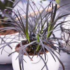 Black Mondo Grass -Fruit Tree Shop BLack Mondo Grass 4 FGT