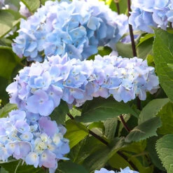 Blue Enchantress® Hydrangea 7 Blue Enchantress® Hydrangea -Fruit Tree Shop BLue Enchantress Hydrangea 1 BB
