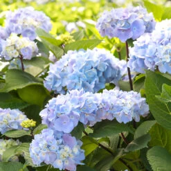 Blue Enchantress® Hydrangea 8 Blue Enchantress® Hydrangea -Fruit Tree Shop BLue Enchantress Hydrangea 2 FGT