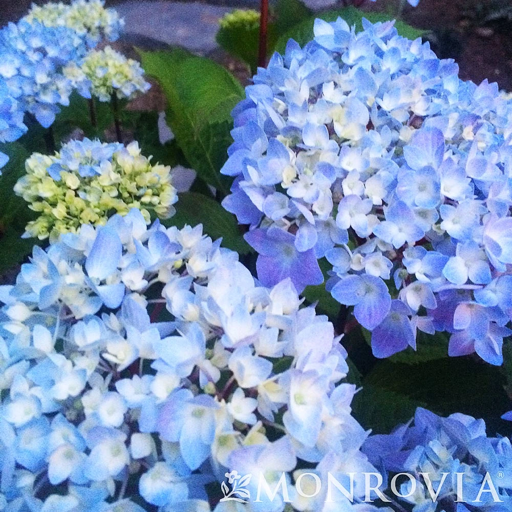 Blue Enchantress® Hydrangea 5 Blue Enchantress® Hydrangea - Image 5