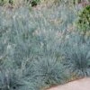 Blue Fescue Grass