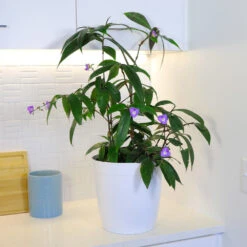 Weeping Blue Ginger Plant 6 Weeping Blue Ginger Plant -Fruit Tree Shop BLue Ginger 4 FGT