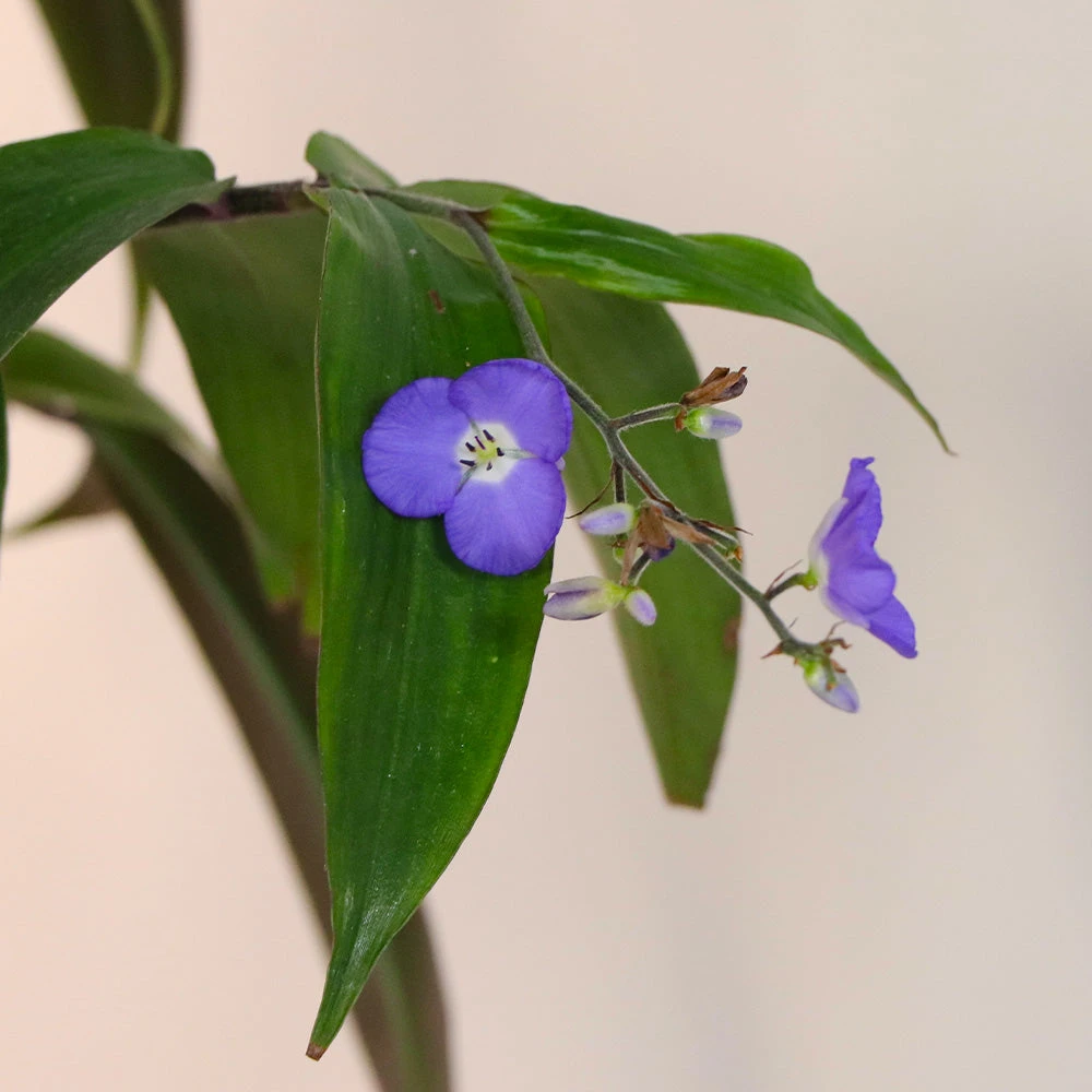 Weeping Blue Ginger Plant 4 Weeping Blue Ginger Plant - Image 4