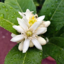 Buddha's Hand Citron Tree -Fruit Tree Shop BUddhas Hand Citrus 4 b5693898 6a3b 4724 b4fc 03ef34337a89