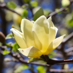 Magnolia 'Butterflies' Tree -Fruit Tree Shop BUtterflies Magnolia 3 FGT