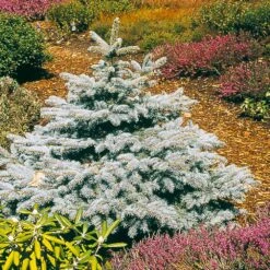 Baby Blue Spruce Tree -Fruit Tree Shop Baby Blue 2
