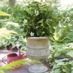 Bushel And Berry® Baby Cakes Blackberry® -Fruit Tree Shop Baby Cakes Blackberry 1