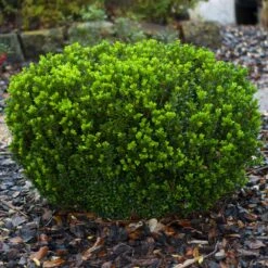 Baby Gem™ Boxwood Shrub -Fruit Tree Shop Baby Gem 1