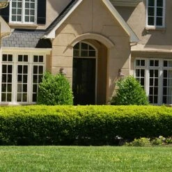 Baby Gem™ Boxwood Shrub -Fruit Tree Shop Baby Gem 4