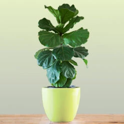 New Apartment House Plant Kit 10 New Apartment House Plant Kit -Fruit Tree Shop Bambino FIddleLeafFIg 1 FGT bd3dd921 c687 4854 8196 8b43f064984d