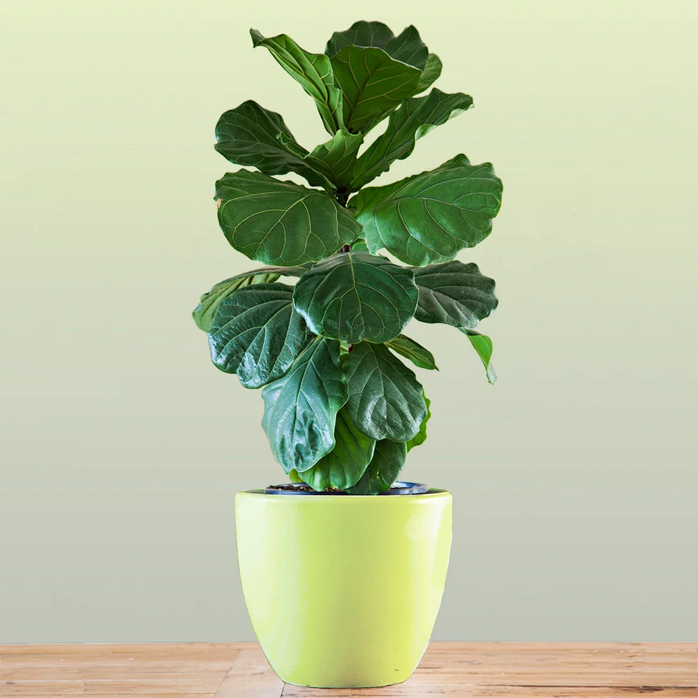 New Apartment House Plant Kit 3 New Apartment House Plant Kit - Image 3