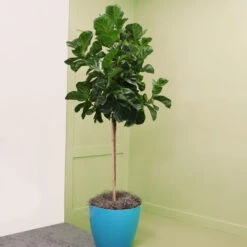 Bambino Fiddle Leaf Fig 9 Bambino Fiddle Leaf Fig -Fruit Tree Shop Bambino FIddleLeafFIg 6