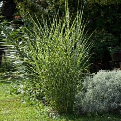 Miscanthus Bandwidth (Chinese Silver Grass) -Fruit Tree Shop Bandwidth Maiden Grass 1