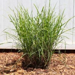 Miscanthus Bandwidth (Chinese Silver Grass) -Fruit Tree Shop Bandwidth Maiden Grass 4