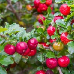 Barbados 'Acerola' Cherry -Fruit Tree Shop Barbadoes Cherry 2 FGT