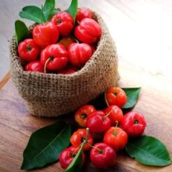 Barbados 'Acerola' Cherry -Fruit Tree Shop Barbadoes Cherry 4 FGT