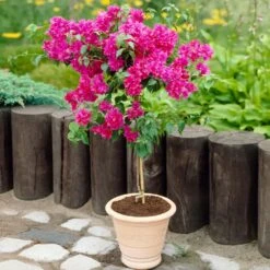 Barbara Karst Bougainvillea -Fruit Tree Shop Barbera Karst Bougainvillea 2 FGT d3e6d740 b572 4723 a5c8 00a17a4aa767